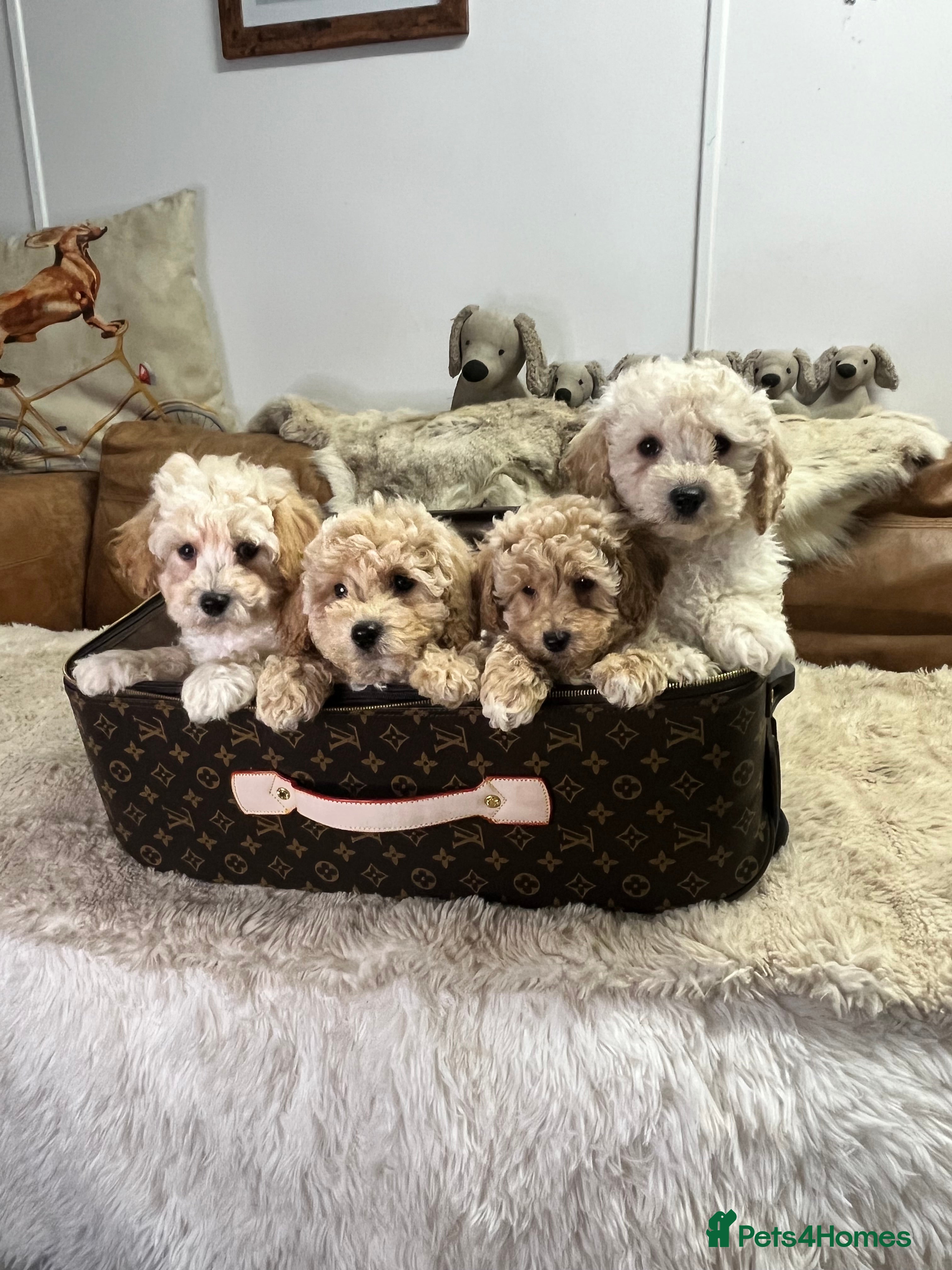 Poochon dogs stunningly cuddly two tone fudge poochons - Advert 1