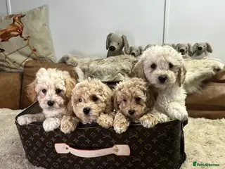 Poochon dogs stunningly cuddly two tone fudge poochons - Advert 4