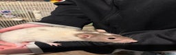 Rat rodents for sale: 4 beautiful girl rats - Advert 3