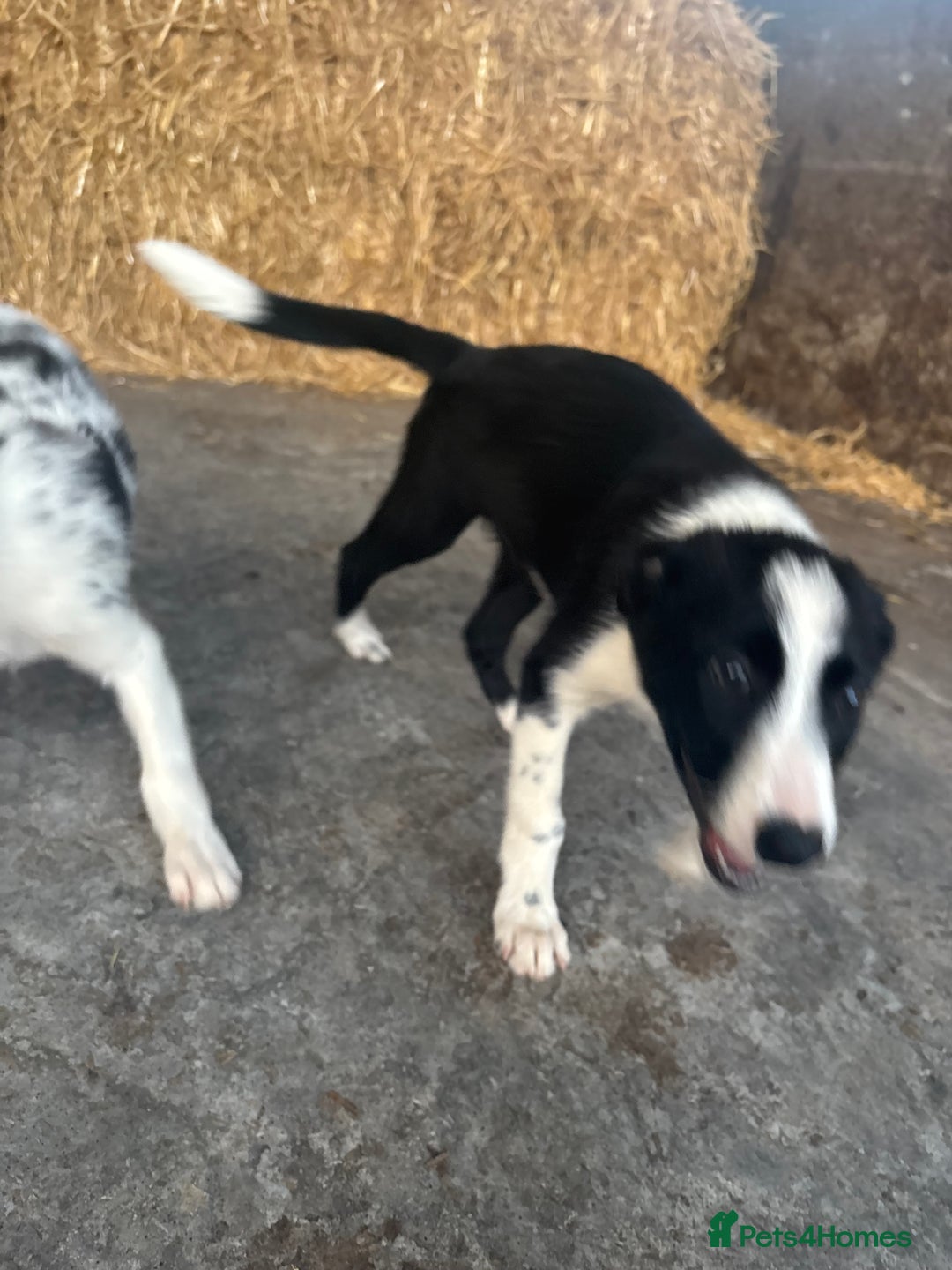 Bearded Collie dogs for sale: 2 collies for sale  - Image 8