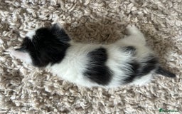 Mixed Breed cats for sale: 4 Beautiful fluffy kittens  - Image 7