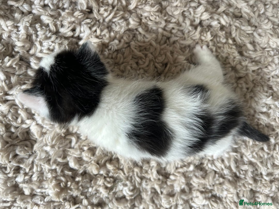 Mixed Breed cats for sale: 4 Beautiful fluffy kittens  - Image 7