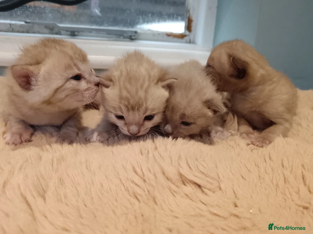 Bengal cats for sale: Tica RG pure bengals - Advert 6