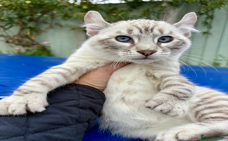 Savannah cats - Advert 2