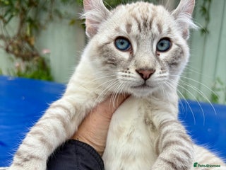 Savannah cats - Advert 8