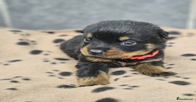 Rottweiler dogs - Advert 4