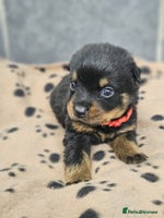 Rottweiler dogs - Advert 4