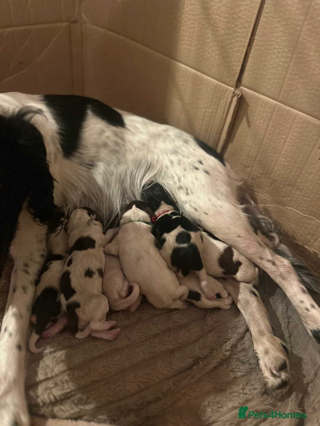 English Springer Spaniel dogs for sale: Gorgeous Working Springer Spaniel Pups! - Advert 26
