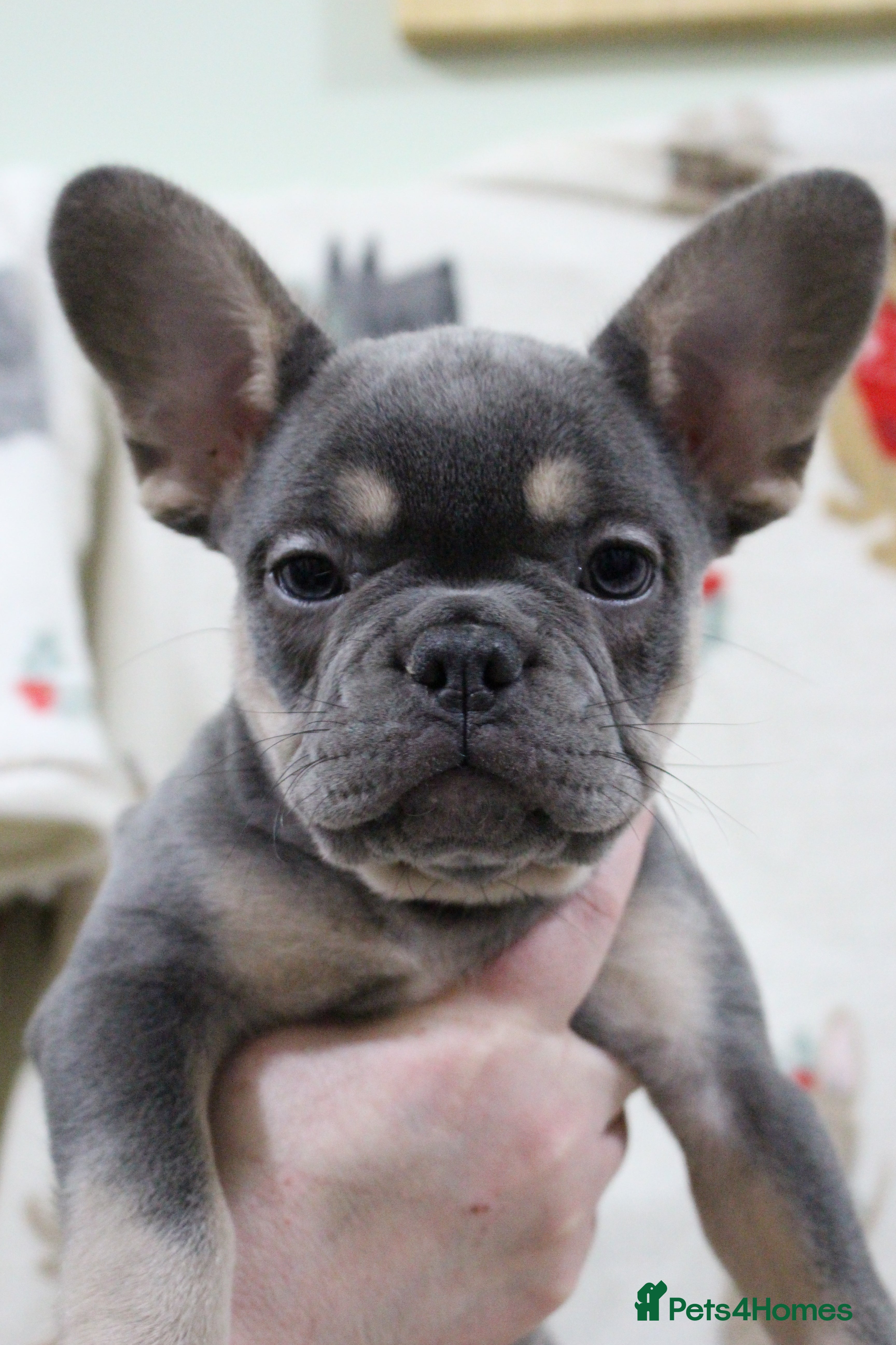 French Bulldog dogs ❤️Last 2 frenchie pups❤️ - Advert 6