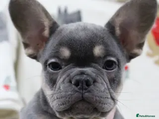 French Bulldog dogs ❤️Last 2 frenchie pups❤️ - Advert 6