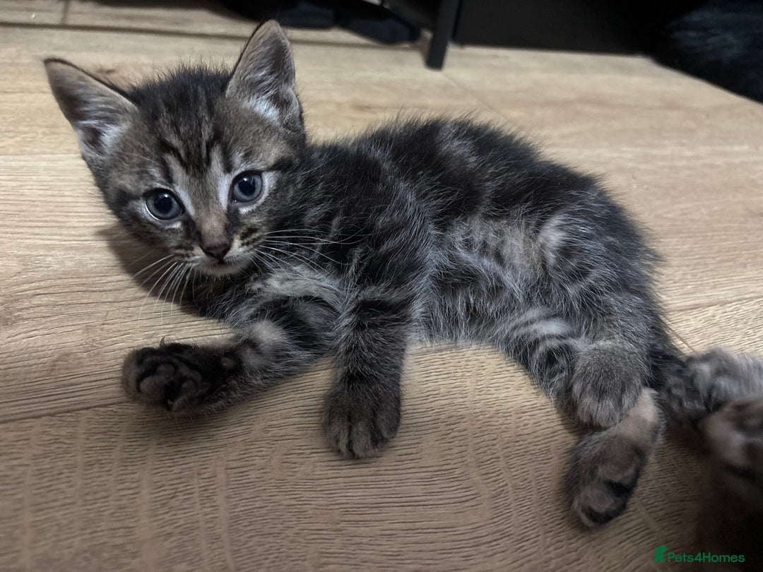 Ragdoll cats for sale: Kittens - Image 8