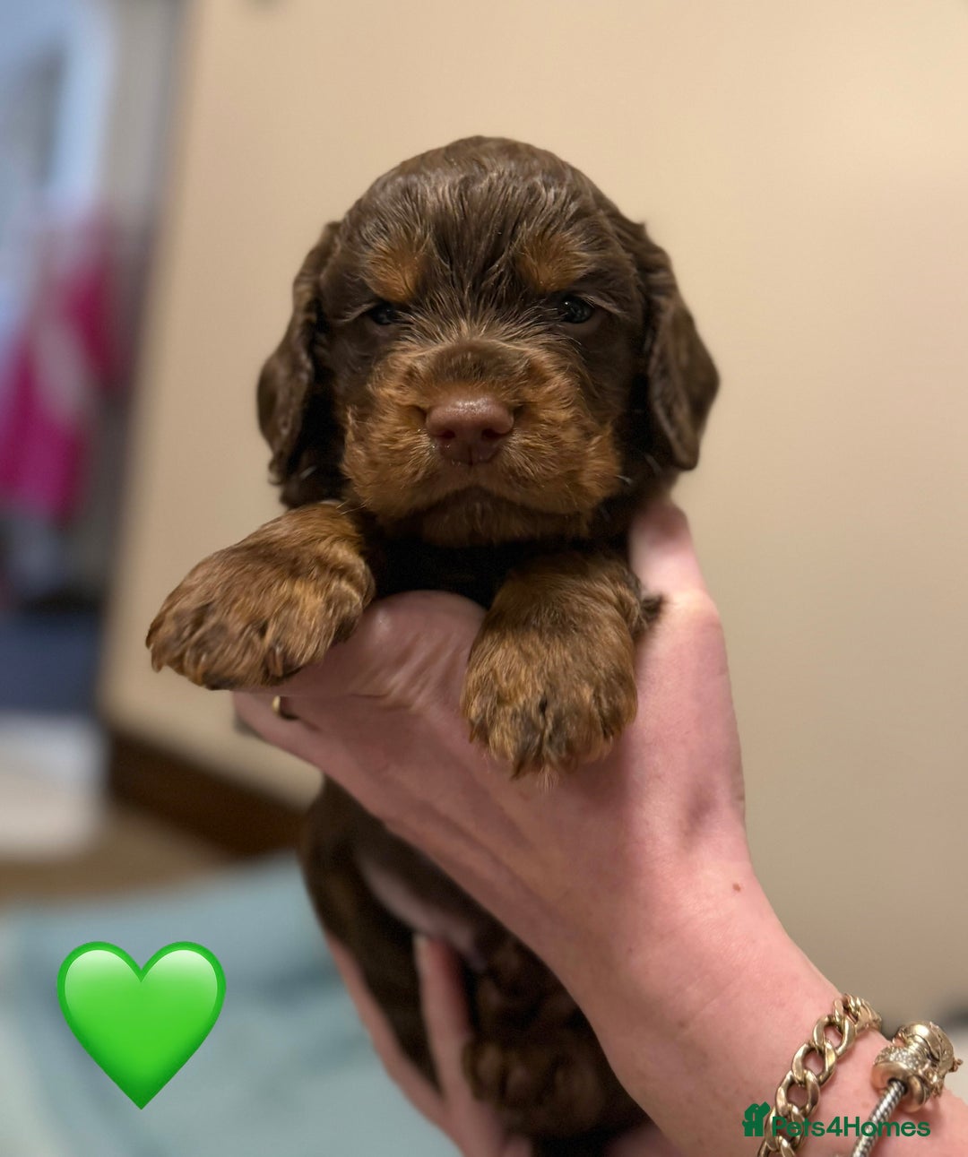 Cocker Spaniel dogs for sale: ✨ Chocolate & Tan Cocker Spaniel Puppies ✨ - Advert 5