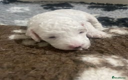 Cockapoo dogs for sale: F1b cockapoo puppies ready now - Advert 39