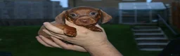 Dachshund dogs for sale: 7 dachshund pups for sale in Bradford - Advert 33