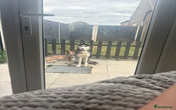Siberian Husky dogs for sale: Rocky 10 month puppy  - Image 2