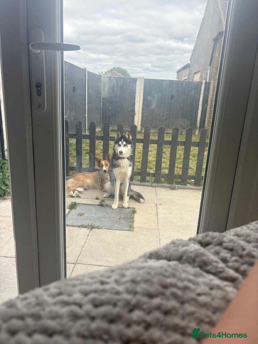 Siberian Husky dogs for sale: Rocky 10 month puppy  - Image 2