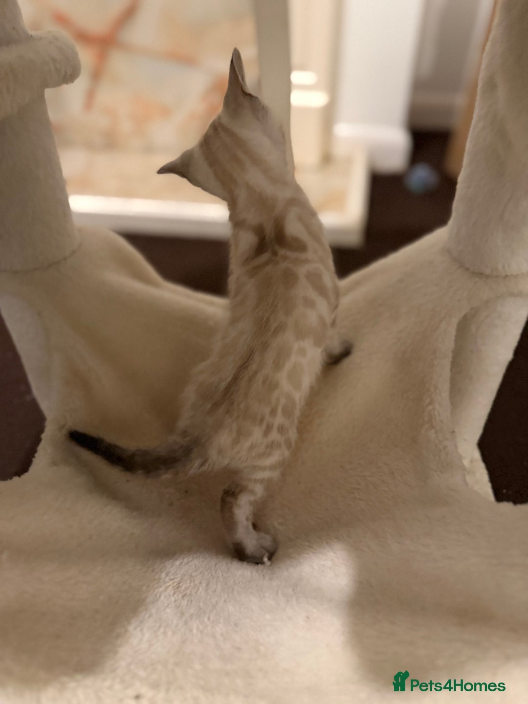 Bengal cats for sale: 🩶 BENGAL 🔥 KITTENS 🤍 TICA REGISTERED  - Advert 30