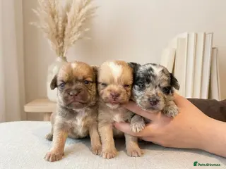 American Bulldog dogs 🐾 American Pocket Bully Puppies For Sale 🐾 - Advert 10