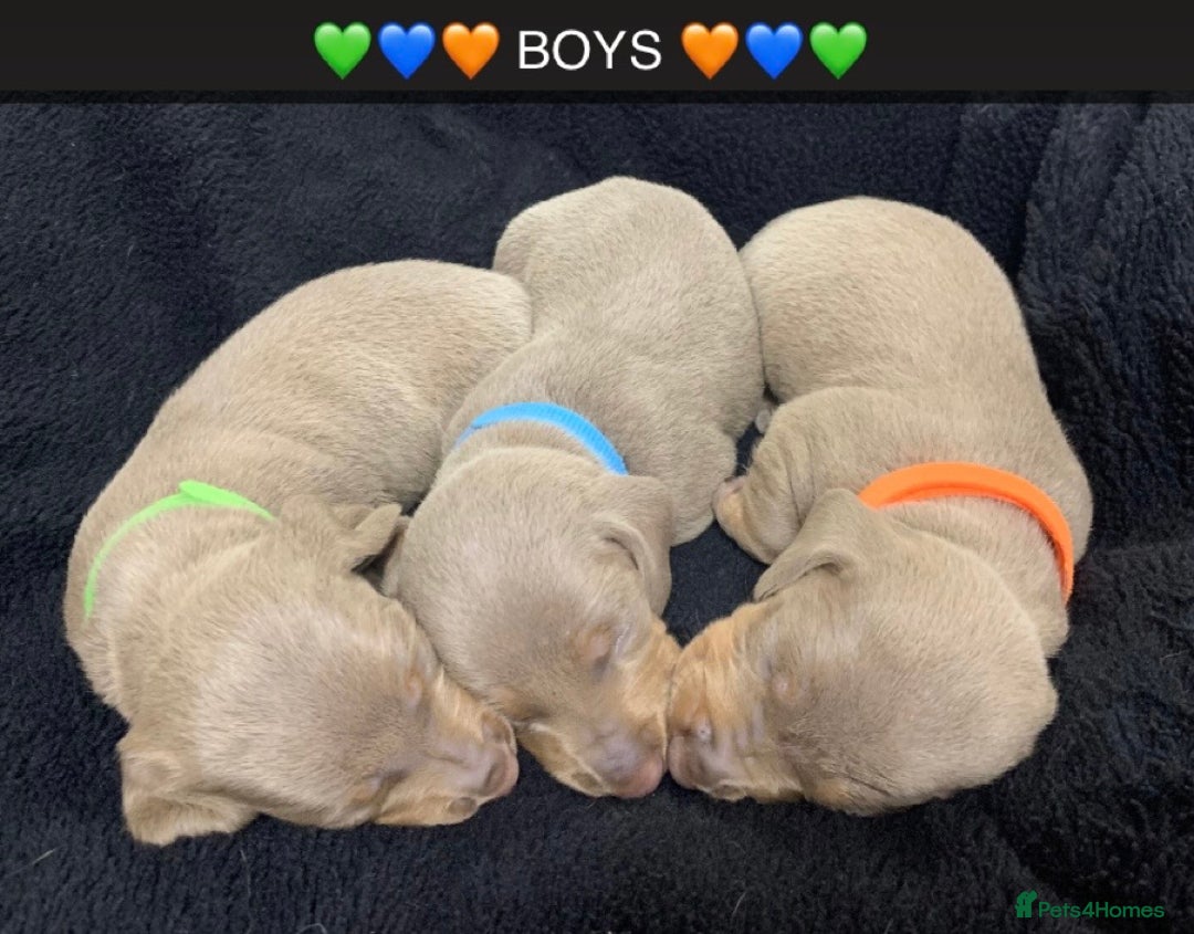 Miniature Dachshund dogs for sale: 🌟QUALITY KC REG & PRA CLR MINIATURE DACHSHUNDS🌟 - Image 5