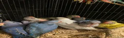 Ringnecks birds for sale: Beautiful Hand-Reared Baby Indian Ringnecks  - Advert 8