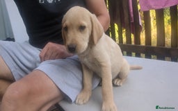 Labrador Retriever dogs for sale: Labrador Puppys ( 3 ) - Image 3