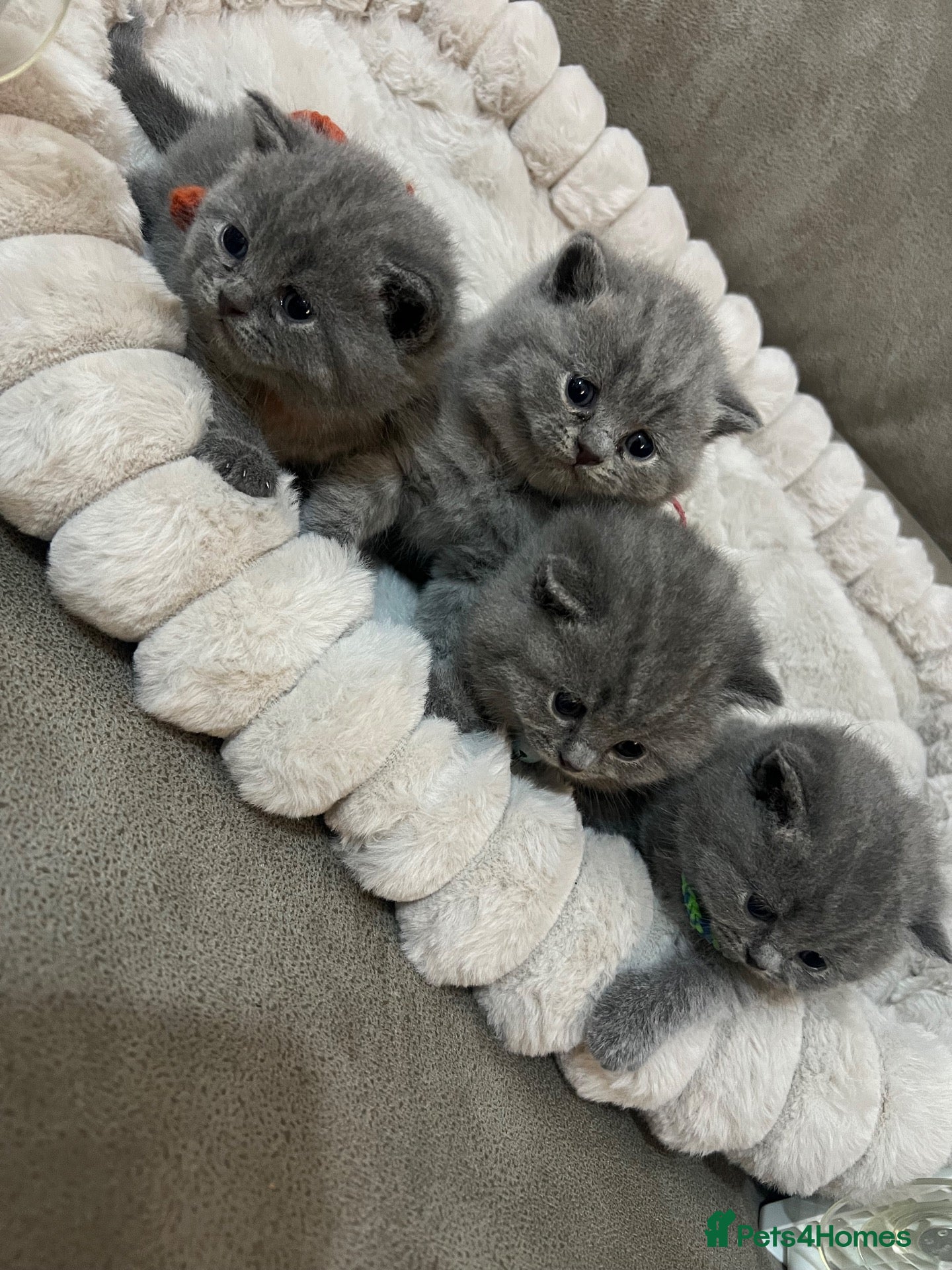British Shorthair cats British shorthair kittens - Advert 3