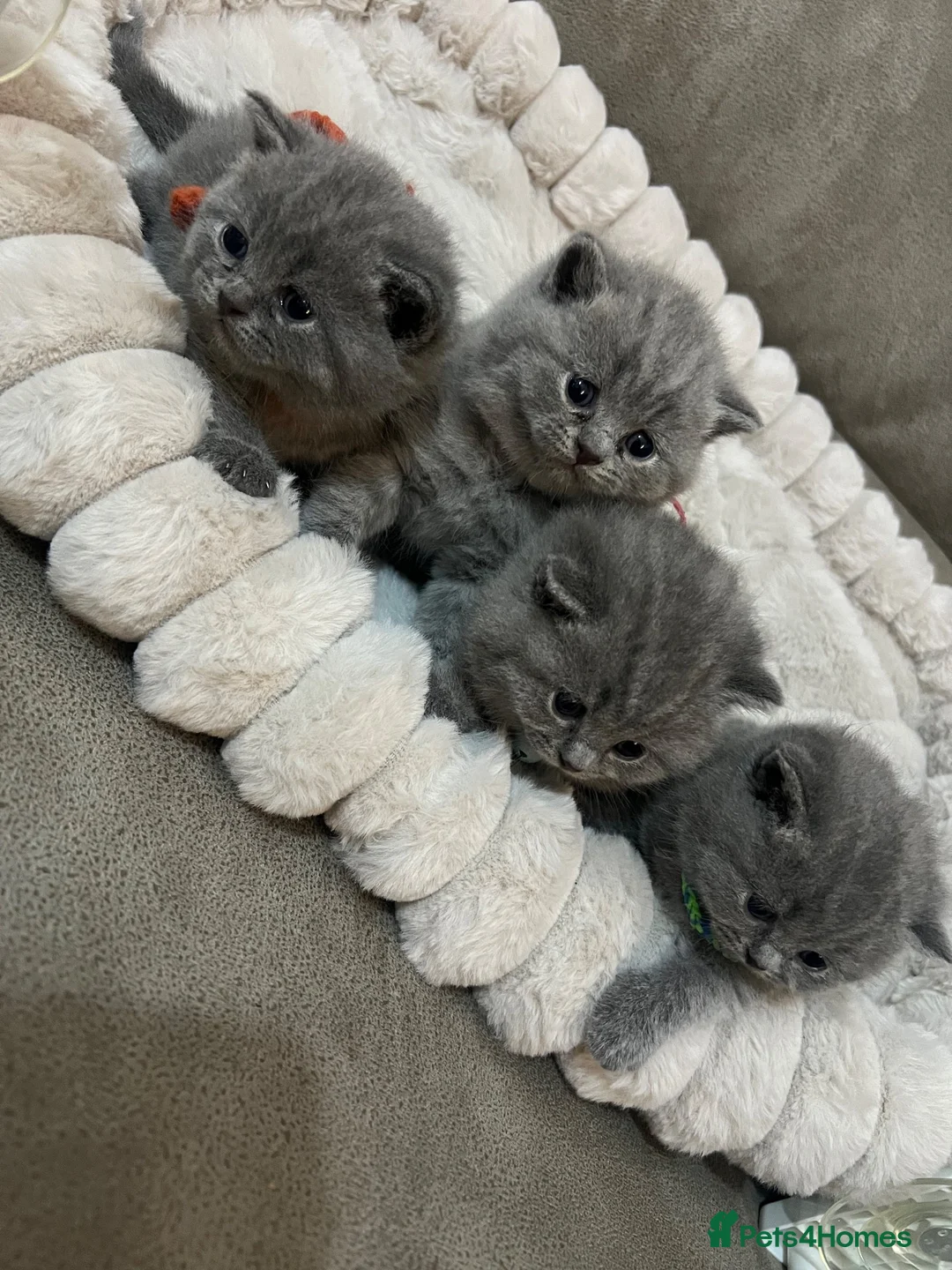 British Shorthair cats for sale: British shorthair kittens - Advert 1