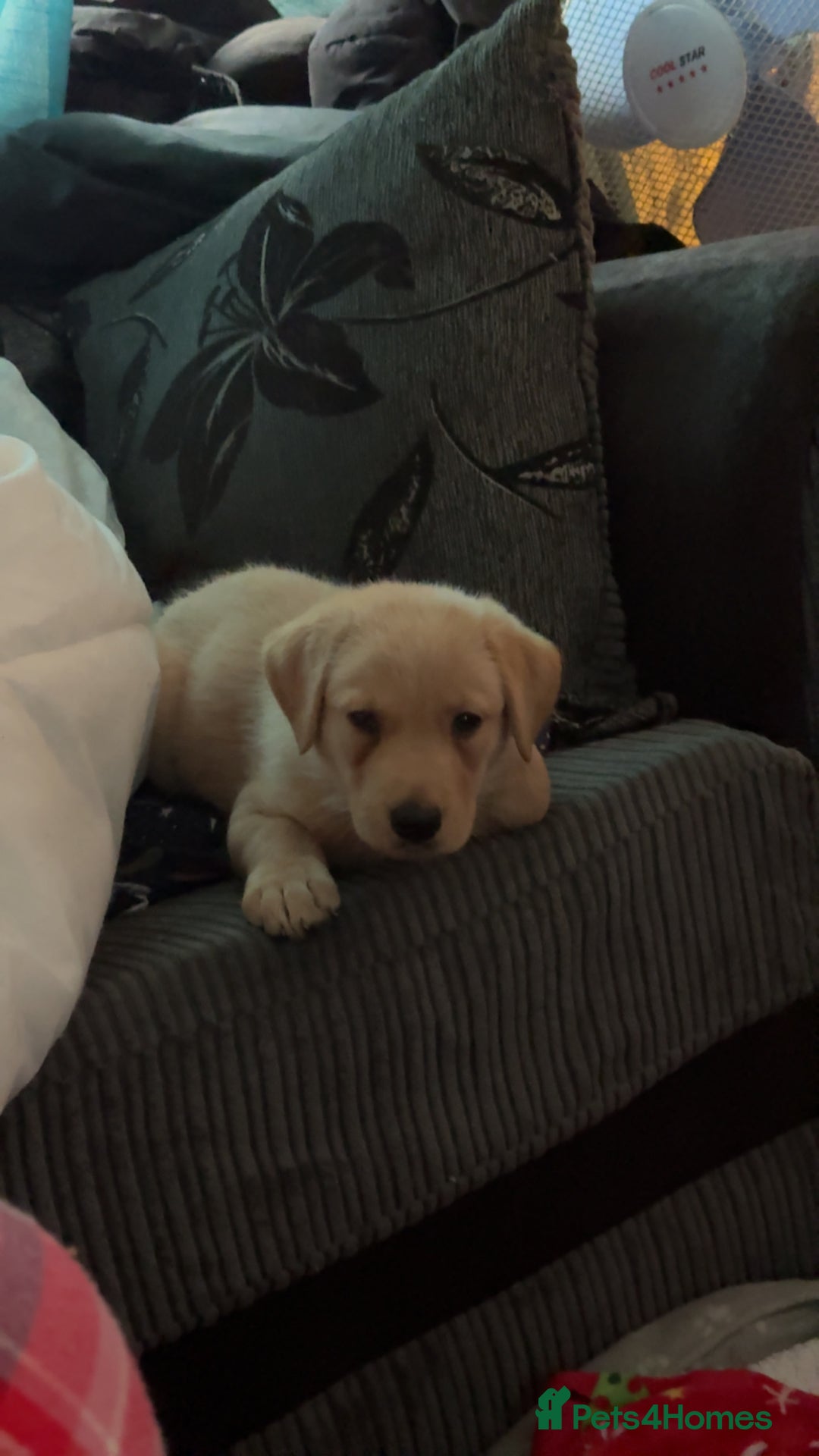 Labrador Retriever dogs for sale: White male lab - Advert 4