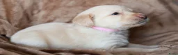 Labradoodle dogs for sale: Beautiful rainbow litter of F1 labradoodle puppies - Advert 10