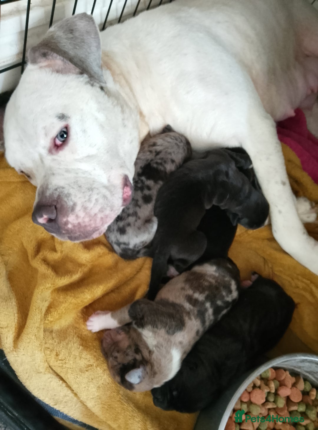 Mixed Breed dogs for sale: American Bulldog x Doberman Puppies - Image 6