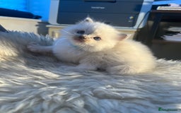 Ragdoll cats for sale: Ragdoll kittens pure breed!!! 😺 - Image 5