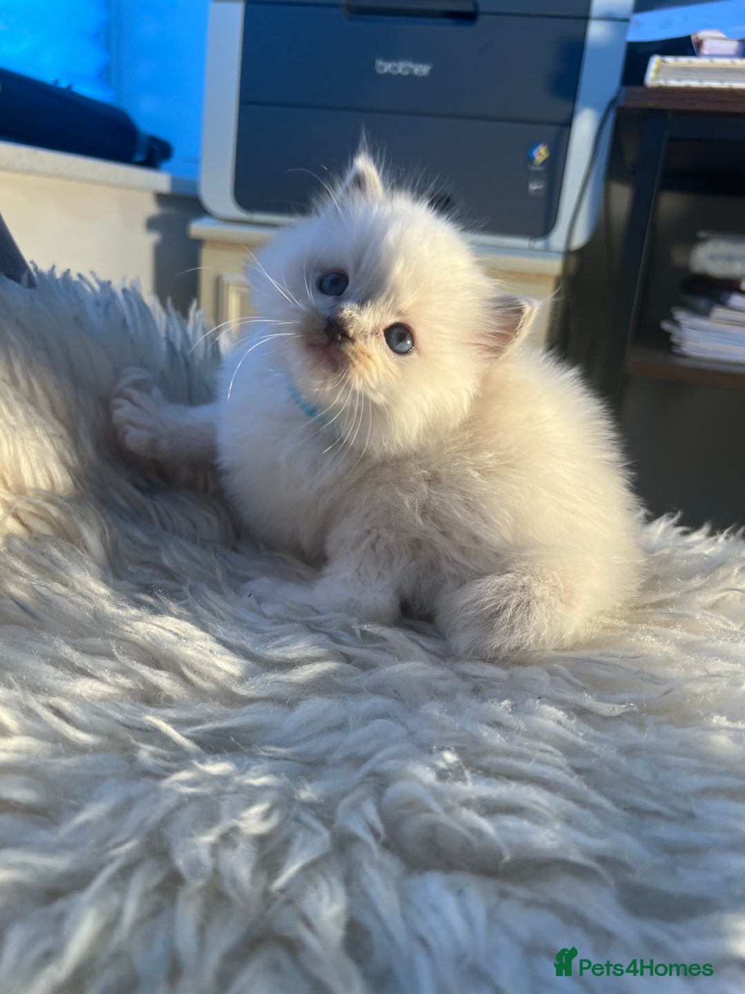 Ragdoll cats for sale: Ragdoll kittens pure breed!!! 😺 - Image 5