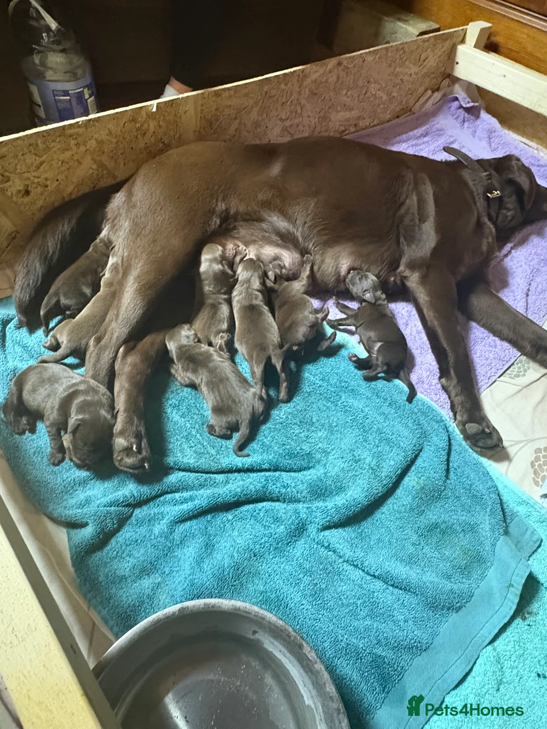 Labrador Retriever dogs for sale: 8 high quality game chocolate Labrador’s - Advert 1