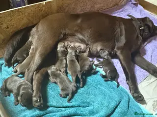 Labrador Retriever dogs 8 high quality game chocolate Labrador’s - Advert 2