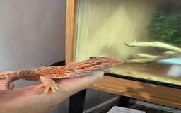 Bearded Dragon reptiles for sale: Juvenile Bearded Dragon PLUS full setup - Image 19