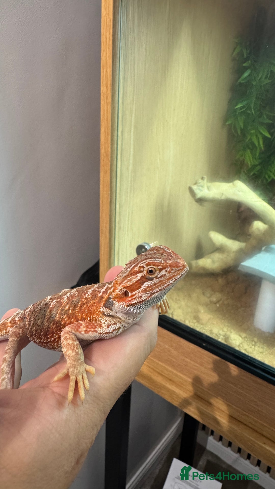 Bearded Dragon reptiles for sale: Juvenile Bearded Dragon PLUS full setup - Image 19