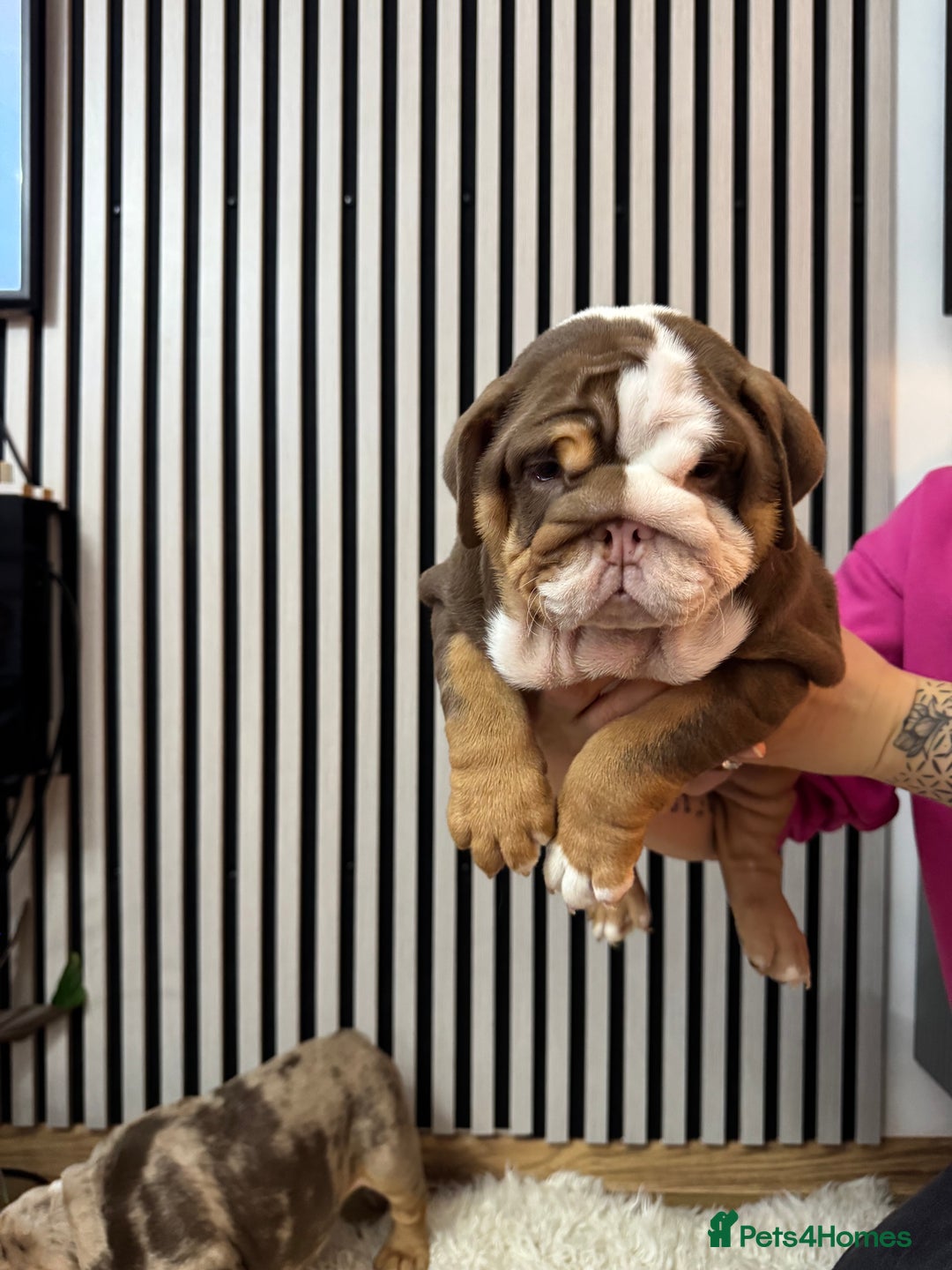 English Bulldog dogs for sale: Our girls looking for a warm sofa and full love ❤️ - Advert 13