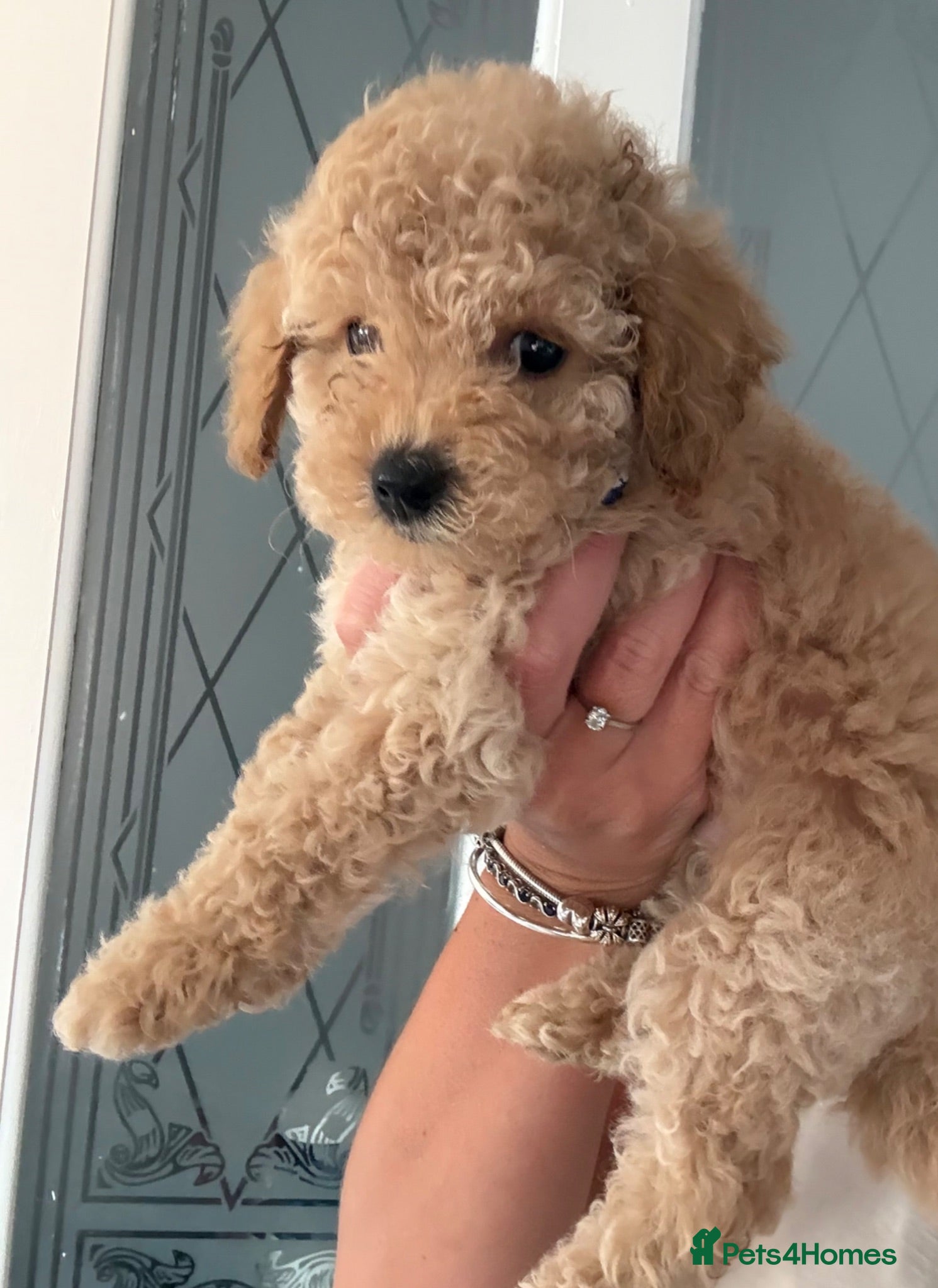 Cavapoo dogs Luxury toyf1b Cavapoo ready 3 little boys left 💙 - Advert 18