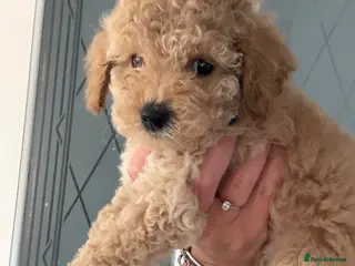 Cavapoo dogs Luxury toyf1b Cavapoo vet checked and ready 🐾🏠 - Advert 1