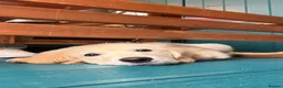Golden Retriever dogs for sale: Golden retriver Ollie - Advert 7
