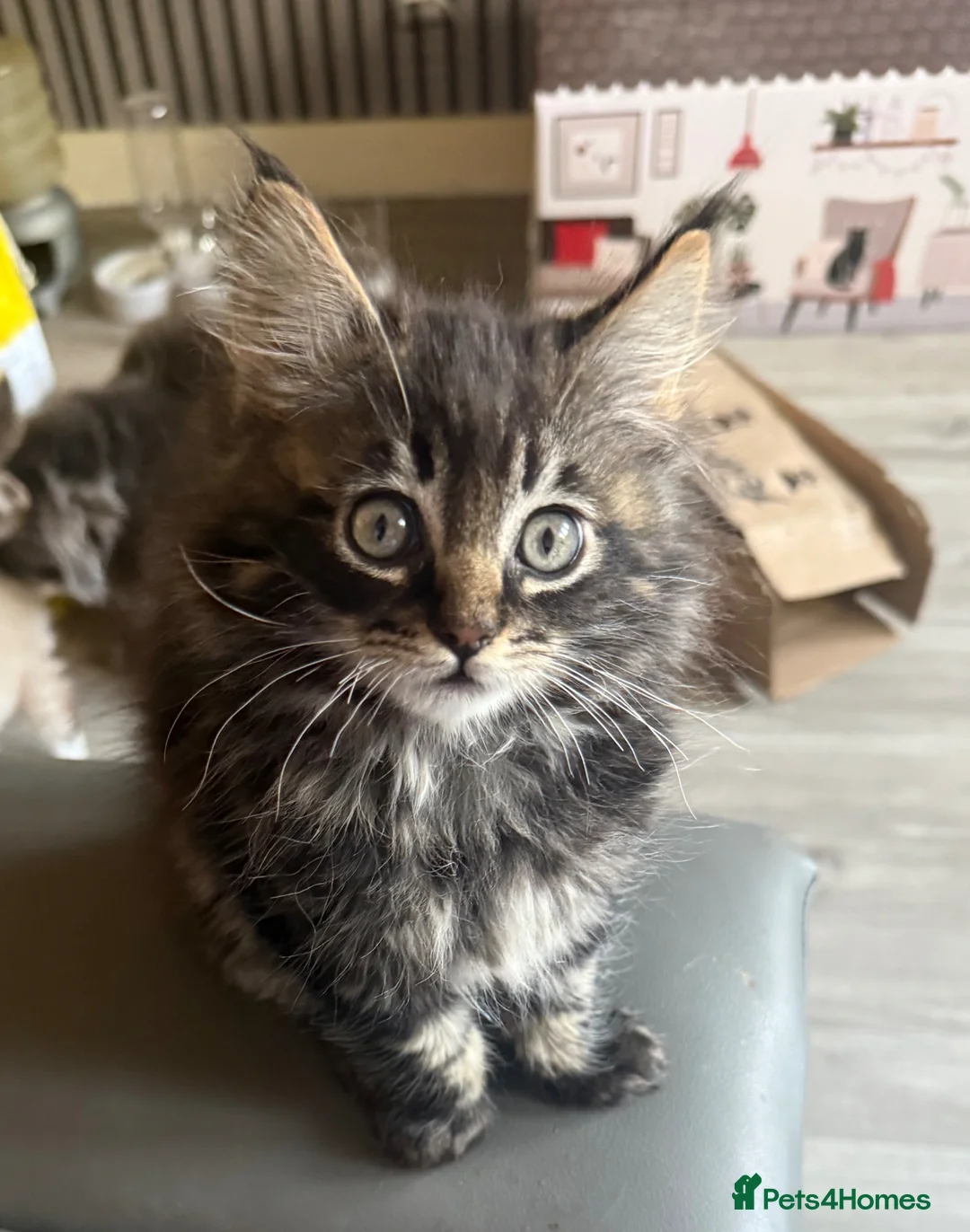 Maine Coon cats for sale: Maine coon kitten  - Advert 1