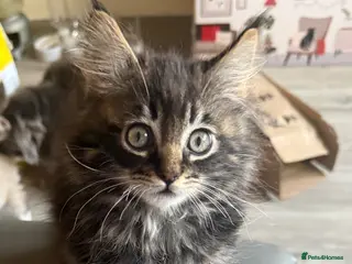 Maine Coon cats Maine coon kitten - Advert 3