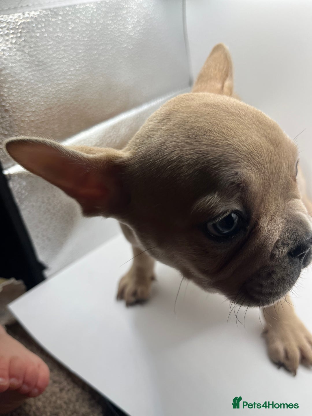French Bulldog dogs for sale: French bulldog puppies - Advert 14