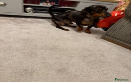 Miniature Dachshund dogs for sale: 9 month old Miniture dachshund  - Advert 1