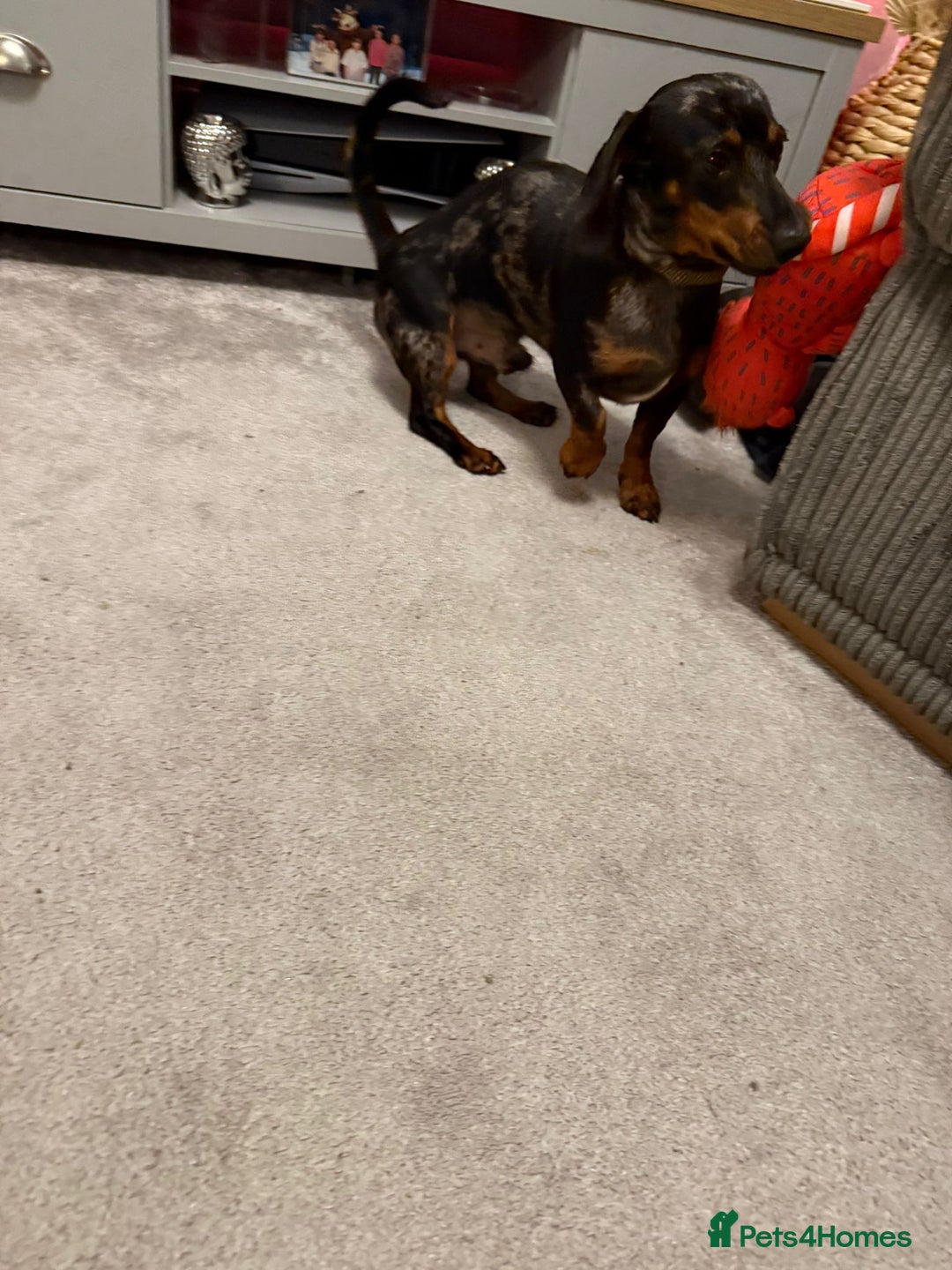 Miniature Dachshund dogs for sale: 9 month old Miniture dachshund  - Advert 1