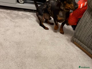 Miniature Dachshund dogs 9 month old Miniture dachshund - Advert 3