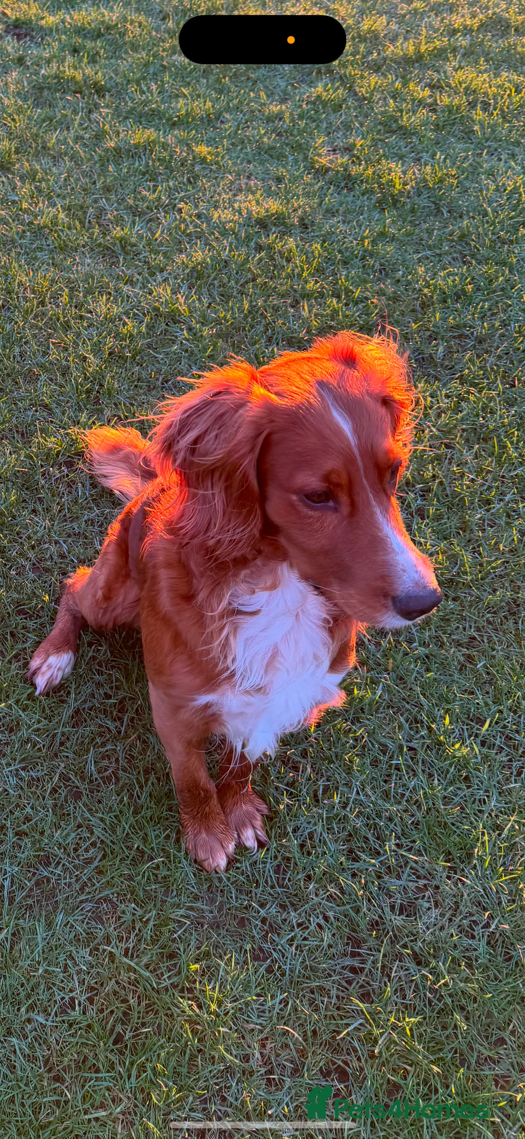 Cocker Spaniel dogs for stud: K.C Deep Red Working Cocker Proven Stud in Cramlington - Advert 18