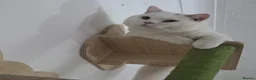 British Shorthair cats for sale: 🩷Last Scottish straight girl left🩷  - Advert 9