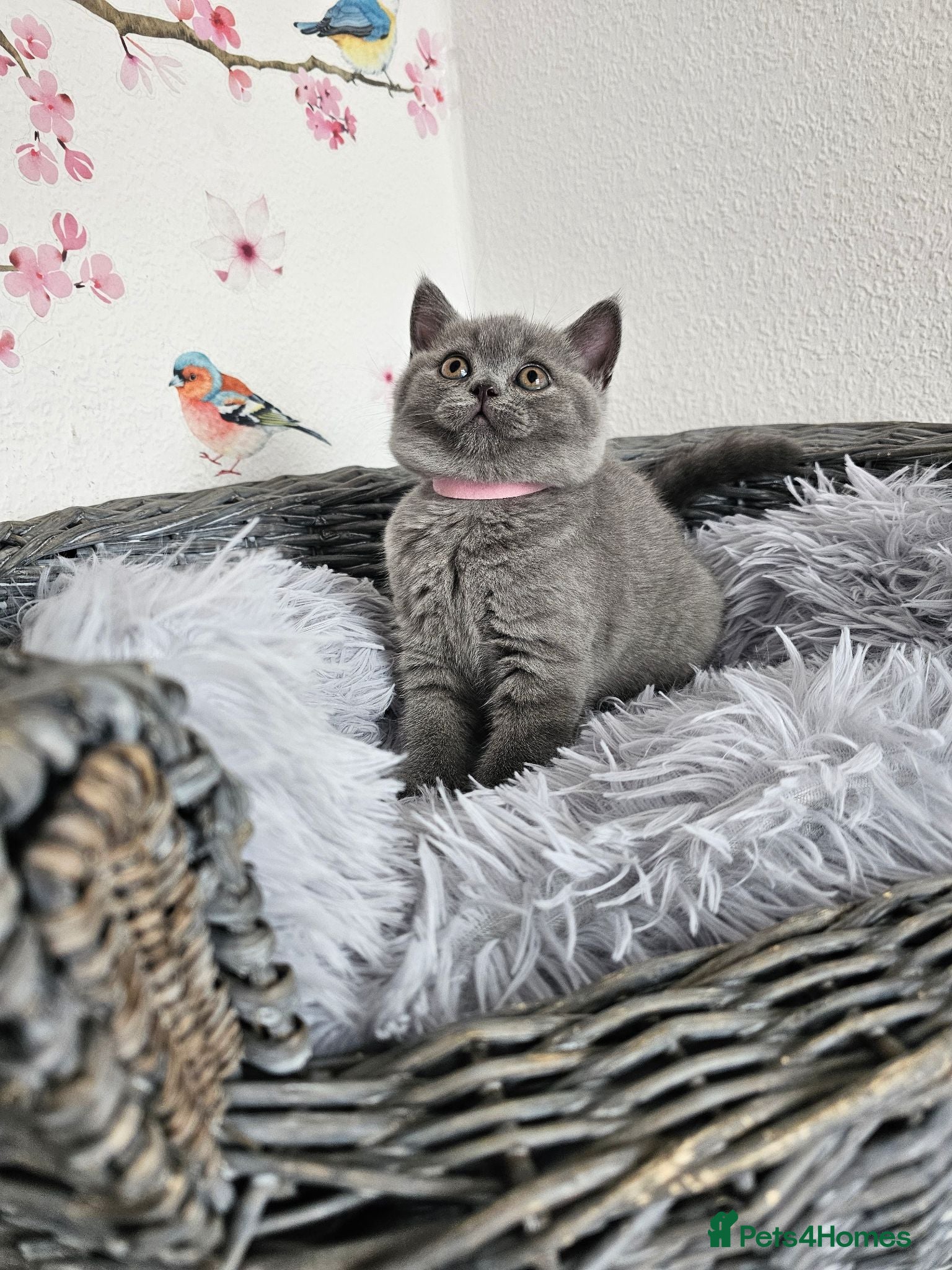 British Shorthair cats British Shorthair Kittens - Advert 2