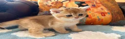 British Shorthair cats for sale: Lovely golden BSH & BLH kittens - Advert 8